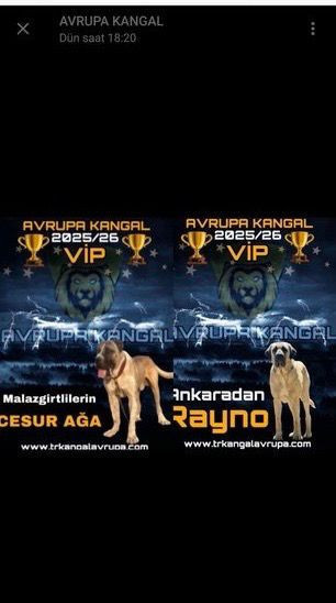 Bu zulme sessiz kalmayın! Türkiye’de köpek dövüşleri sosyal medyada gözler önünde - Resim : 2