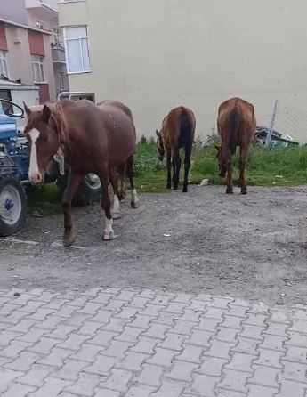 Tekirdağ'ı atlar bastı! Gören telefonuna sarıldı... Sürücülere zor anlar yaşattılad! - Resim : 2