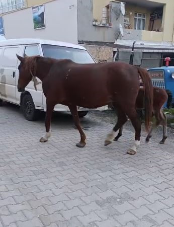 Tekirdağ'ı atlar bastı! Gören telefonuna sarıldı... Sürücülere zor anlar yaşattılad!