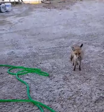 Köylünün beslediği tilki tavukları yedi! Trump benzetmesi gülümsetti - Resim : 2