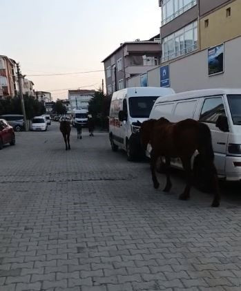 Tekirdağ'ı atlar bastı! Gören telefonuna sarıldı... Sürücülere zor anlar yaşattılad! - Resim : 3