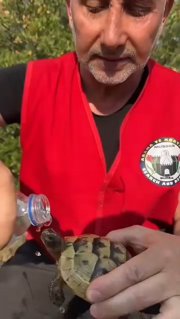 Küçük bir can, büyük bir vicdan... Bursa Harmancık'ta ekipler kaplumbağayı böyle kurtardı