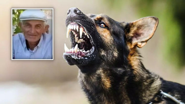 CHP'li başkanın inadı can aldı! 72 yaşındaki Osman Şanlı başıboş köpek saldırısında hayatını kaybetti - Yaşam Haberleri