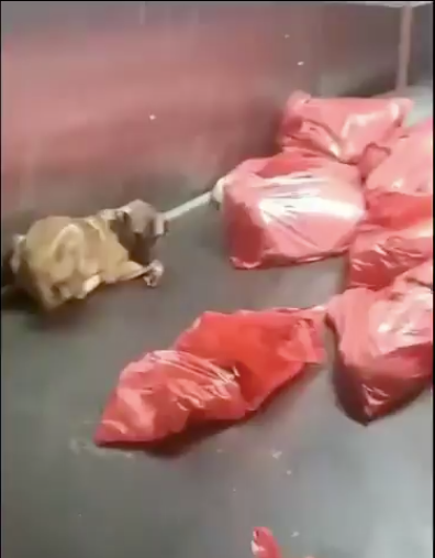 CHP’li Ankara Büyükşehir Belediyesi barınağında dehşet iddiası! Poşete konulan köpek can havliyle kurtulmaya çalıştı, Mansur Yavaş’a tepki var...