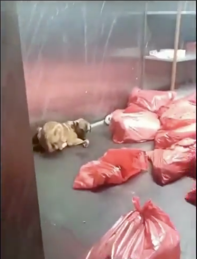 CHP’li Ankara Büyükşehir Belediyesi barınağında dehşet iddiası! Poşete konulan köpek can havliyle kurtulmaya çalıştı, Mansur Yavaş’a tepki var... - Resim : 2