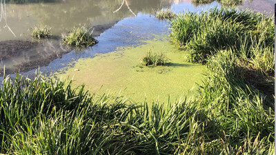 Yeşilırmak'ta büyük tehlike: Adeta zehir saçıyor!