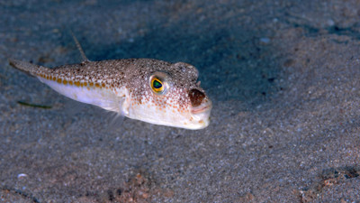 Dikkat! Ölümcül olabilir: Zehirli balon balığı İzmir ve İstanbul'a yöneldi