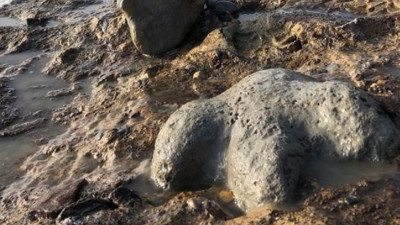 Tayland’da dev keşif: 27 tonluk yeni bir dinozor türüne ait kalıntılar bulundu