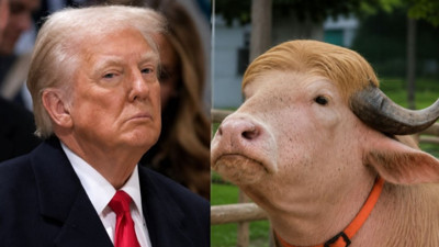 Donald Trump'a ikizi kadar benzeyen sığır ziyaretçi rekoru kırıyor!