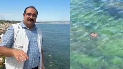 İstanbul'da denize girenler dikkat! Yeni tehlike zehirli denizanaları, uzmanı uyardı