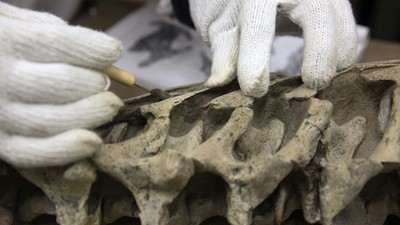 Avustralya’da kıtanın en büyük dinozoru keşfedildi