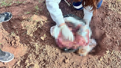 Şırnak'ta vahşet! Arazide bebek cesedi bulundu...