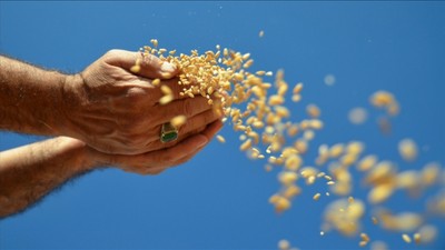 Türkiye, Rusya'dan buğday ithalatına yeniden başladı