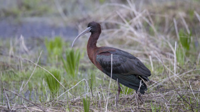 Nesli tükenmekte olan çeltikçi kuşları Ovacık'ın ovalarında görüntülendi