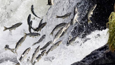 Van'ın simgelerinden inci kefali, tescil belgesiyle koruma altına alındı