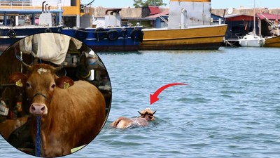 Giresun'da firari kurbanlık hareketliği: Kaçıp denize atladı, balıkçı kulübesinde yakalandı