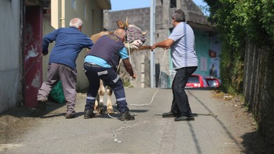 Rize'de kaçan kurbanlık kovalamacası: Çay bahçesine girdi, saatlerce peşinde koşturdu