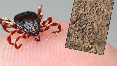 Keneler vatandaşı kovaladı! Ölüm mangaları gibi hareket ediyorlar
