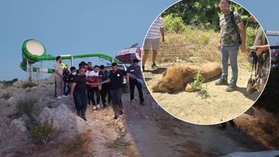 Manavgat'ta aslan paniği! Zeus isimli aslan hayvan parkından kaçıp bir kişiyi yaraladı, tüfekle vurdular