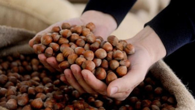 Fındık alım fiyatları belli oldu! Giresun kalite fındığın kilosu için 200 TL ödenecek