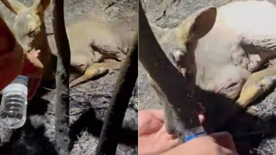 Yangından geriye kalan en güzel an: Ceylana su veren kahramanlar