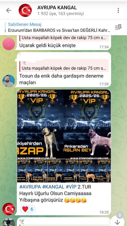 Bu zulme sessiz kalmayın! Türkiye’de köpek dövüşleri sosyal medyada gözler önünde