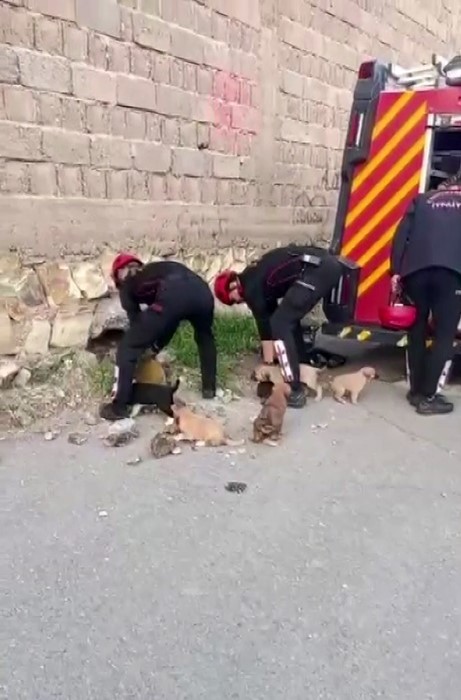 Kahramanmaraş’ta mucize kurtarış! Boruya sıkışan 7 yavru köpek kurtarıldı!