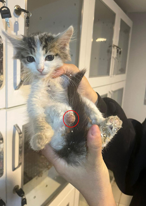 Bu nasıl insanlık? Büyü yapmak için sokak hayvanlarının patisi ve kuyruğu kesildi