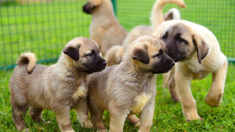 Yılların tartışması bitti! Kazanan Kangallar oldu