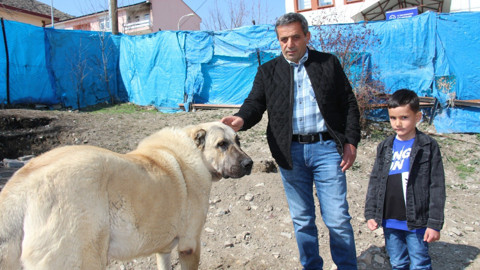 'Azman' ismini beğenmeyen köpek dile geldi