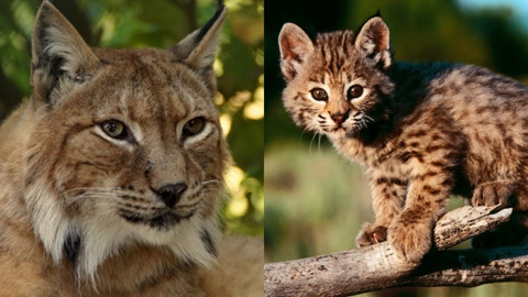 Vaşak kedisi özellikleri ve fotoğrafları