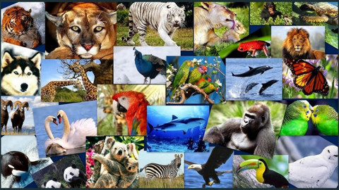 Canlıların ortak özellikleri