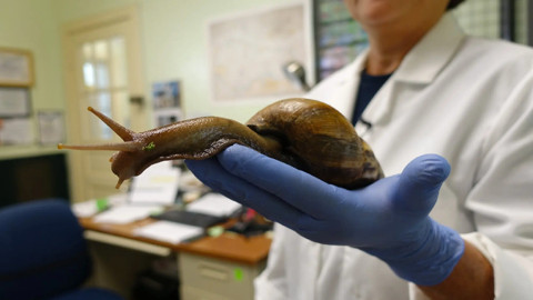 Dev salyangoz istilası! Menenjit riski nedeniyle bir bölge karantinaya alındı