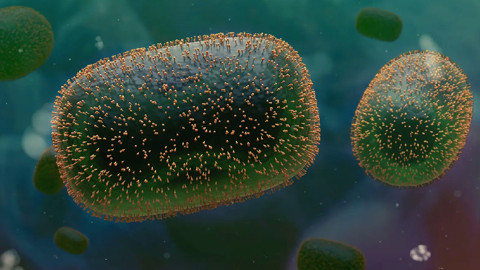 DSÖ açıkladı! En fazla maymun çiçeği vakası o ülkede görüldü