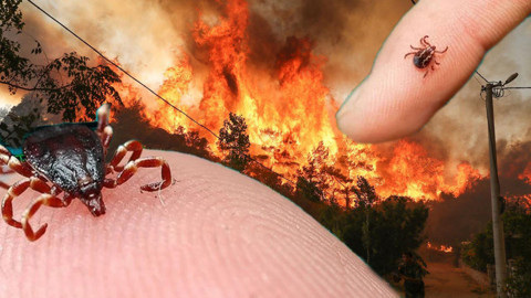 Orman yangınlarının yarattığı canavar keneler!