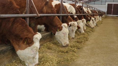 Şap hastalığı bitti! Bakanlıktan her şey kontrol altında açıklaması