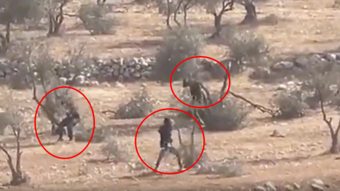 Siyonistler, Filistin’in direniş sembolü zeytinlikleri tahrip etti!