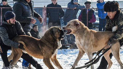 Türkiye’de köpek dövüşleri sosyal medyada gözler önünde