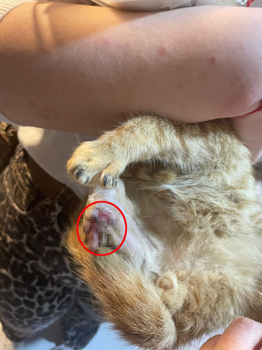 Bu nasıl insanlık? Büyü yapmak için sokak hayvanlarının patisi ve kuyruğu kesildi - Resim : 3