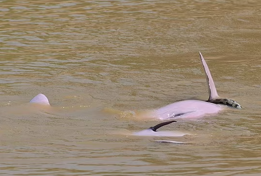 Cinsel olarak uyarılmış iki erkek yunus Anakonda ile oynarken görüldü!