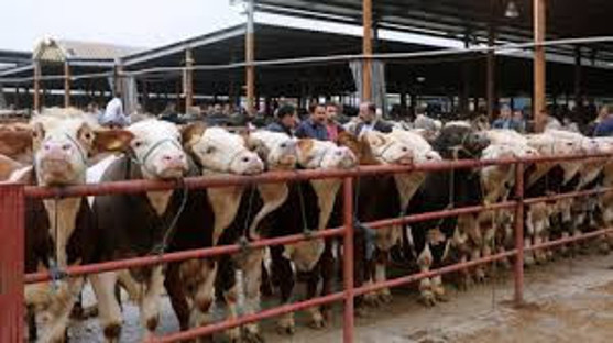 Şap nedeniyle kapatılan hayvan pazarları yeniden açılıyor