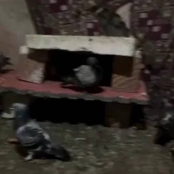 Yürek yakan dram! Babası öldü, annesi terk etti… Amcası engelli Adnan'ı kafese kapatmış - Resim : 3