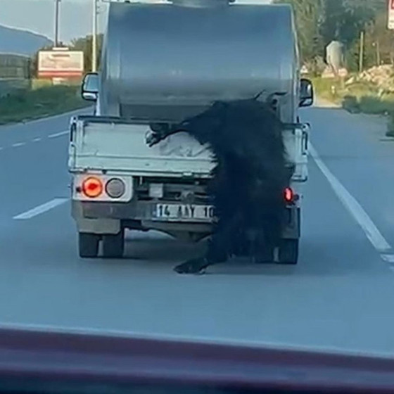 Bolu'da vicdan sızlatan olay! Kurbanlığı araca bağlayıp metrelerce sürükledi