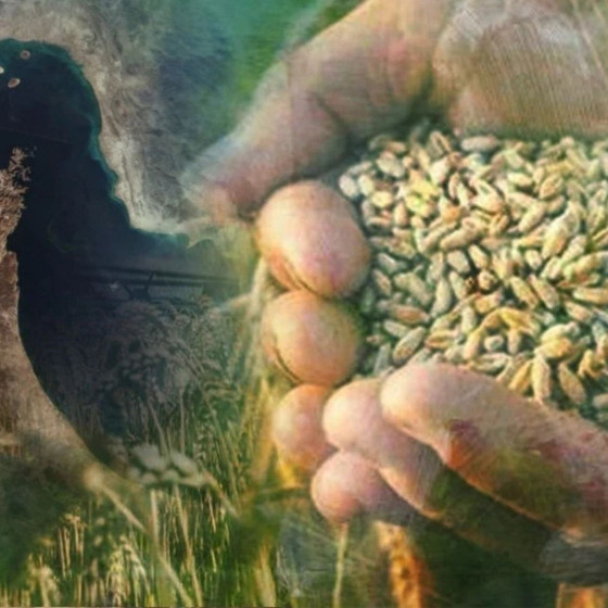 “Savaşın tarımda etkisi daha yeni başlıyor”