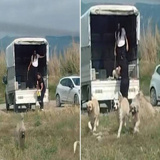 Şoke eden görüntü! Bir kamyonet dolusu sokak köpeğini bıraktıkları yere bakın: Tepki üstüne tepki yağıyor