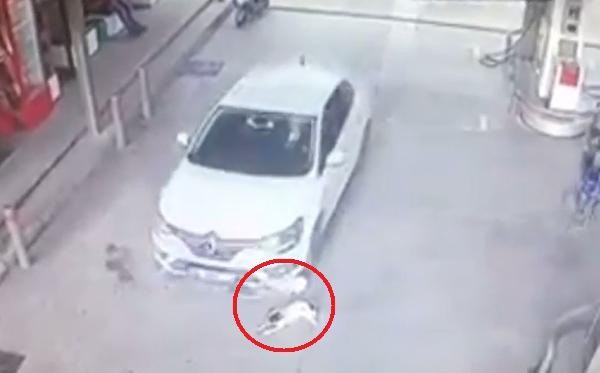 Aracıyla yavru köpekleri ezdi!