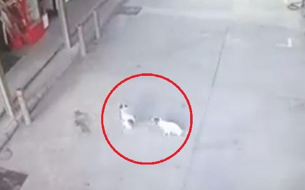 Aracıyla yavru köpekleri ezdi! - Resim : 2