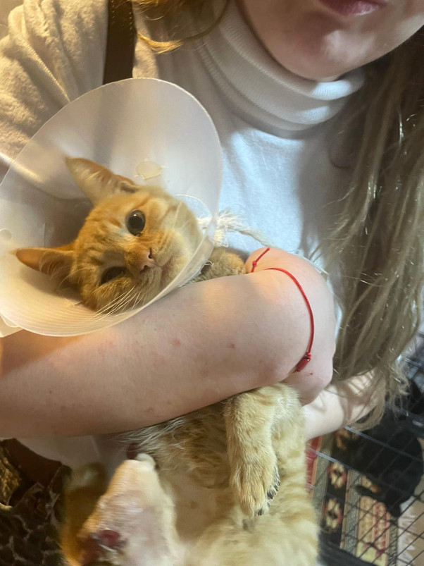 Bu nasıl insanlık? Büyü yapmak için sokak hayvanlarının patisi ve kuyruğu kesildi - Resim : 2