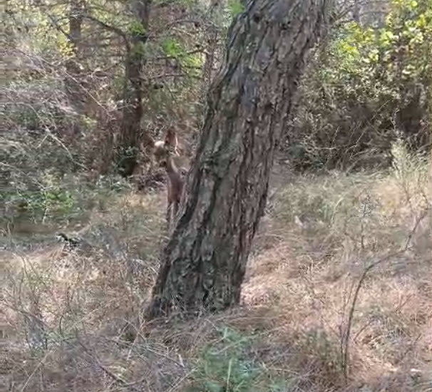 Yangından geriye kalan en güzel an: Ceylana su veren kahramanlar