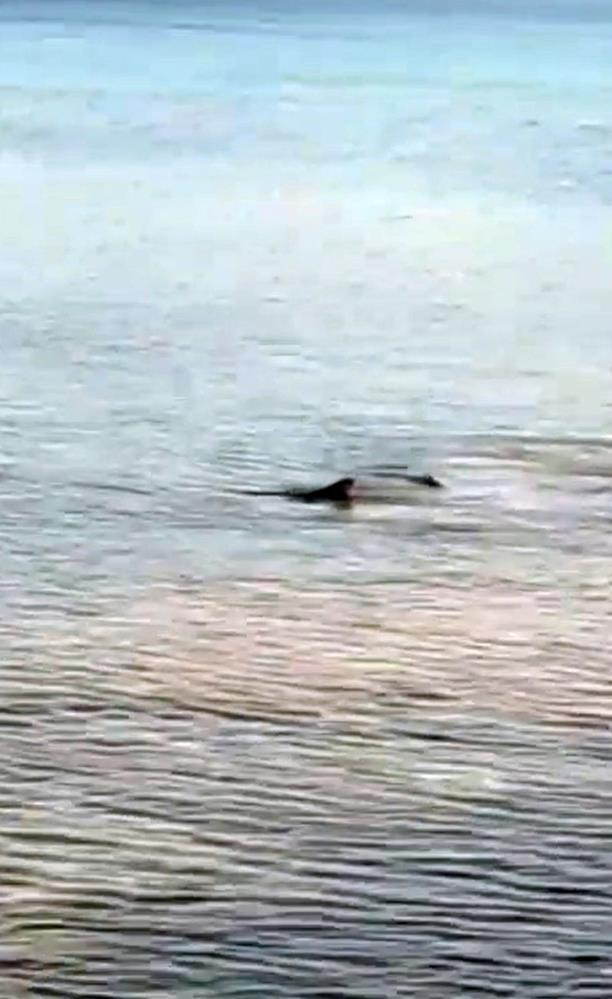 Antalya ve Muğla’da köpek balığı alarmı: Korku dolu anlar kamerada! Tekneye saldırdı... - Resim : 2